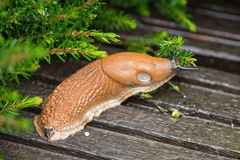 Slugs and Snails